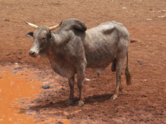02 Zebu Bien Soigne
